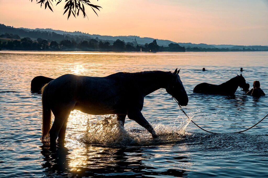 caballo PRE en venta, pura raza española, venta de caballos PRE, potros PRE, yeguas PRE, caballo español pura raza, caballos andaluces en venta, criadero de caballos PRE, caballos PRE Cataluña, caballos para principiantes, caballos domados, caballos tranquilos, caballos para niños, caballos para rutas ecuestres, caballos para paseos, caballos para equitación, rutas a caballo en Cataluña, caballos para doma clásica, caballos de salto en venta, caballos deportivos, caballos de competición, doma natural, concursos de salto, caballos de hípica, caballos para entrenamientos, venta de caballos en Cataluña, caballos en venta Barcelona, comprar caballo en Girona, caballos en Tarragona, caballos en Lleida, criadero de caballos Barcelona, ganadería de caballos en Cataluña, venta de caballos en España, caballos en venta, comprar caballo en España, caballos baratos en venta, potros en venta, yeguas en venta, caballo castaño, caballo alazán, caballo tordo, caballo negro, alimentación equina, transporte de caballos, cuidados del caballo, equipo de equitación, razas de caballos en España, seguro para caballos, centros ecuestres Cataluña, hípicas en Cataluña caballo PRE en venta, pura raza española, venta de caballos PRE, potros PRE, yeguas PRE, caballo español pura raza, caballos andaluces en venta, criadero de caballos PRE, caballos PRE Cataluña, caballos para principiantes, caballos domados, caballos tranquilos, caballos para niños, caballos para rutas ecuestres, caballos para paseos, caballos para equitación, rutas a caballo en Cataluña, caballos para doma clásica, caballos de salto en venta, caballos deportivos, caballos de competición, doma natural, concursos de salto, caballos de hípica, caballos para entrenamientos, venta de caballos en Cataluña, caballos en venta Barcelona, comprar caballo en Girona, caballos en Tarragona, caballos en Lleida, criadero de caballos Barcelona, ganadería de caballos en Cataluña, venta de caballos en España, caballos en venta, comprar caballo en España, caballos baratos en venta, potros en venta, yeguas en venta, caballo castaño, caballo alazán, caballo tordo, caballo negro, alimentación equina, transporte de caballos, cuidados del caballo, equipo de equitación, razas de caballos en España, seguro para caballos, centros ecuestres Cataluña, hípicas en Cataluña