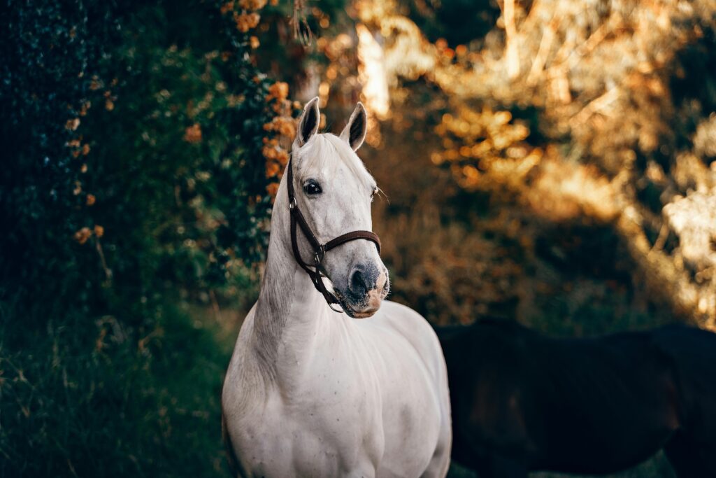 caballo PRE en venta, pura raza española, venta de caballos PRE, potros PRE, yeguas PRE, caballo español pura raza, caballos andaluces en venta, criadero de caballos PRE, caballos PRE Cataluña, caballos para principiantes, caballos domados, caballos tranquilos, caballos para niños, caballos para rutas ecuestres, caballos para paseos, caballos para equitación, rutas a caballo en Cataluña, caballos para doma clásica, caballos de salto en venta, caballos deportivos, caballos de competición, doma natural, concursos de salto, caballos de hípica, caballos para entrenamientos, venta de caballos en Cataluña, caballos en venta Barcelona, comprar caballo en Girona, caballos en Tarragona, caballos en Lleida, criadero de caballos Barcelona, ganadería de caballos en Cataluña, venta de caballos en España, caballos en venta, comprar caballo en España, caballos baratos en venta, potros en venta, yeguas en venta, caballo castaño, caballo alazán, caballo tordo, caballo negro, alimentación equina, transporte de caballos, cuidados del caballo, equipo de equitación, razas de caballos en España, seguro para caballos, centros ecuestres Cataluña, hípicas en Cataluña caballo PRE en venta, pura raza española, venta de caballos PRE, potros PRE, yeguas PRE, caballo español pura raza, caballos andaluces en venta, criadero de caballos PRE, caballos PRE Cataluña, caballos para principiantes, caballos domados, caballos tranquilos, caballos para niños, caballos para rutas ecuestres, caballos para paseos, caballos para equitación, rutas a caballo en Cataluña, caballos para doma clásica, caballos de salto en venta, caballos deportivos, caballos de competición, doma natural, concursos de salto, caballos de hípica, caballos para entrenamientos, venta de caballos en Cataluña, caballos en venta Barcelona, comprar caballo en Girona, caballos en Tarragona, caballos en Lleida, criadero de caballos Barcelona, ganadería de caballos en Cataluña, venta de caballos en España, caballos en venta, comprar caballo en España, caballos baratos en venta, potros en venta, yeguas en venta, caballo castaño, caballo alazán, caballo tordo, caballo negro, alimentación equina, transporte de caballos, cuidados del caballo, equipo de equitación, razas de caballos en España, seguro para caballos, centros ecuestres Cataluña, hípicas en Cataluña
