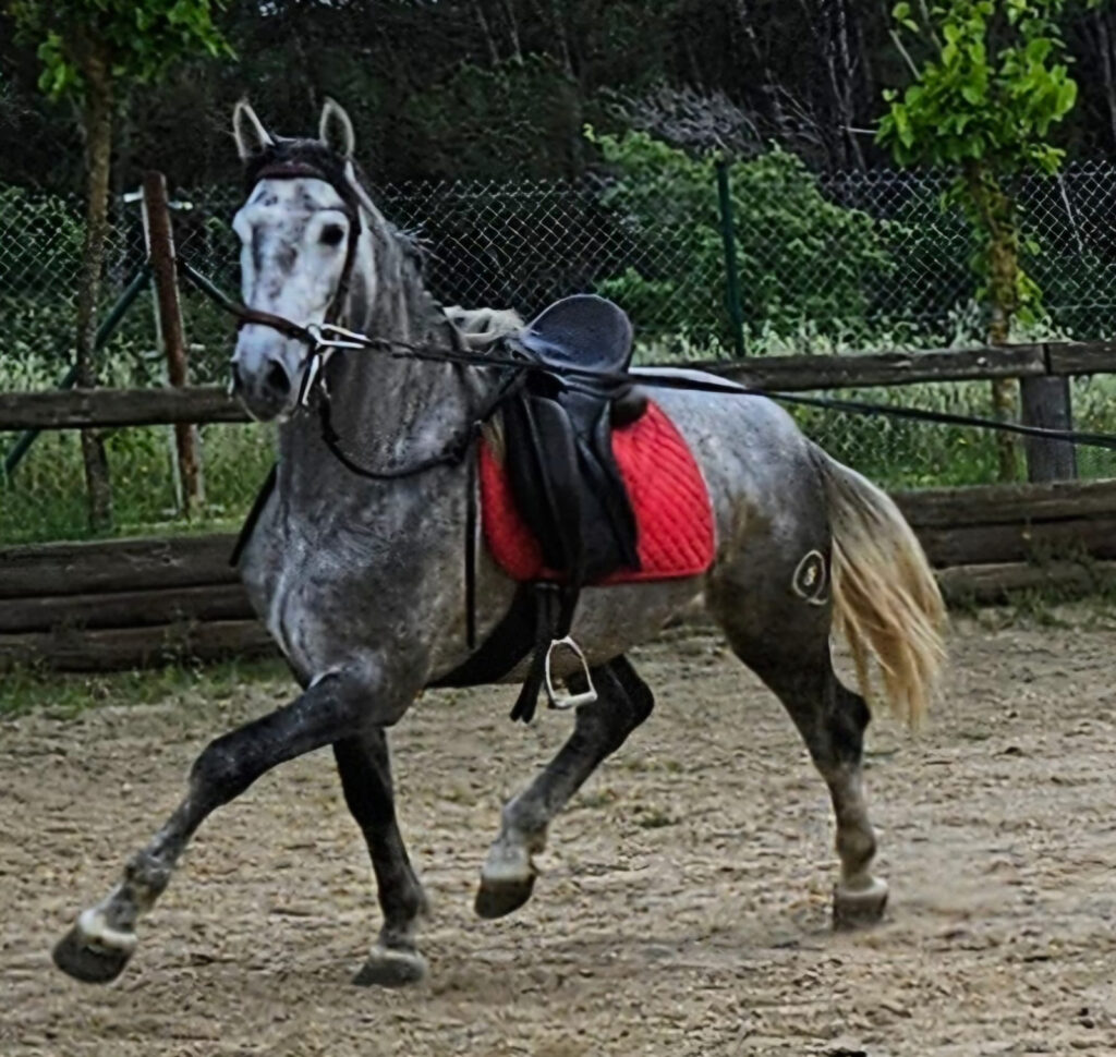 caballo PRE en venta, pura raza española, venta de caballos PRE, potros PRE, yeguas PRE, caballo español pura raza, caballos andaluces en venta, criadero de caballos PRE, caballos PRE Cataluña, caballos para principiantes, caballos domados, caballos tranquilos, caballos para niños, caballos para rutas ecuestres, caballos para paseos, caballos para equitación, rutas a caballo en Cataluña, caballos para doma clásica, caballos de salto en venta, caballos deportivos, caballos de competición, doma natural, concursos de salto, caballos de hípica, caballos para entrenamientos, venta de caballos en Cataluña, caballos en venta Barcelona, comprar caballo en Girona, caballos en Tarragona, caballos en Lleida, criadero de caballos Barcelona, ganadería de caballos en Cataluña, venta de caballos en España, caballos en venta, comprar caballo en España, caballos baratos en venta, potros en venta, yeguas en venta, caballo castaño, caballo alazán, caballo tordo, caballo negro, alimentación equina, transporte de caballos, cuidados del caballo, equipo de equitación, razas de caballos en España, seguro para caballos, centros ecuestres Cataluña, hípicas en Cataluña