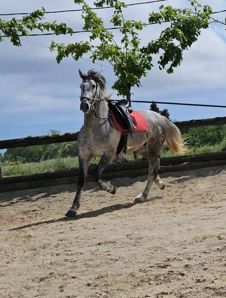caballo PRE en venta, pura raza española, venta de caballos PRE, potros PRE, yeguas PRE, caballo español pura raza, caballos andaluces en venta, criadero de caballos PRE, caballos PRE Cataluña, caballos para principiantes, caballos domados, caballos tranquilos, caballos para niños, caballos para rutas ecuestres, caballos para paseos, caballos para equitación, rutas a caballo en Cataluña, caballos para doma clásica, caballos de salto en venta, caballos deportivos, caballos de competición, doma natural, concursos de salto, caballos de hípica, caballos para entrenamientos, venta de caballos en Cataluña, caballos en venta Barcelona, comprar caballo en Girona, caballos en Tarragona, caballos en Lleida, criadero de caballos Barcelona, ganadería de caballos en Cataluña, venta de caballos en España, caballos en venta, comprar caballo en España, caballos baratos en venta, potros en venta, yeguas en venta, caballo castaño, caballo alazán, caballo tordo, caballo negro, alimentación equina, transporte de caballos, cuidados del caballo, equipo de equitación, razas de caballos en España, seguro para caballos, centros ecuestres Cataluña, hípicas en Cataluña