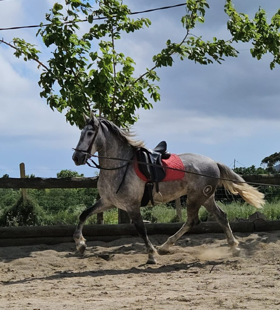 caballo PRE en venta, pura raza española, venta de caballos PRE, potros PRE, yeguas PRE, caballo español pura raza, caballos andaluces en venta, criadero de caballos PRE, caballos PRE Cataluña, caballos para principiantes, caballos domados, caballos tranquilos, caballos para niños, caballos para rutas ecuestres, caballos para paseos, caballos para equitación, rutas a caballo en Cataluña, caballos para doma clásica, caballos de salto en venta, caballos deportivos, caballos de competición, doma natural, concursos de salto, caballos de hípica, caballos para entrenamientos, venta de caballos en Cataluña, caballos en venta Barcelona, comprar caballo en Girona, caballos en Tarragona, caballos en Lleida, criadero de caballos Barcelona, ganadería de caballos en Cataluña, venta de caballos en España, caballos en venta, comprar caballo en España, caballos baratos en venta, potros en venta, yeguas en venta, caballo castaño, caballo alazán, caballo tordo, caballo negro, alimentación equina, transporte de caballos, cuidados del caballo, equipo de equitación, razas de caballos en España, seguro para caballos, centros ecuestres Cataluña, hípicas en Cataluña