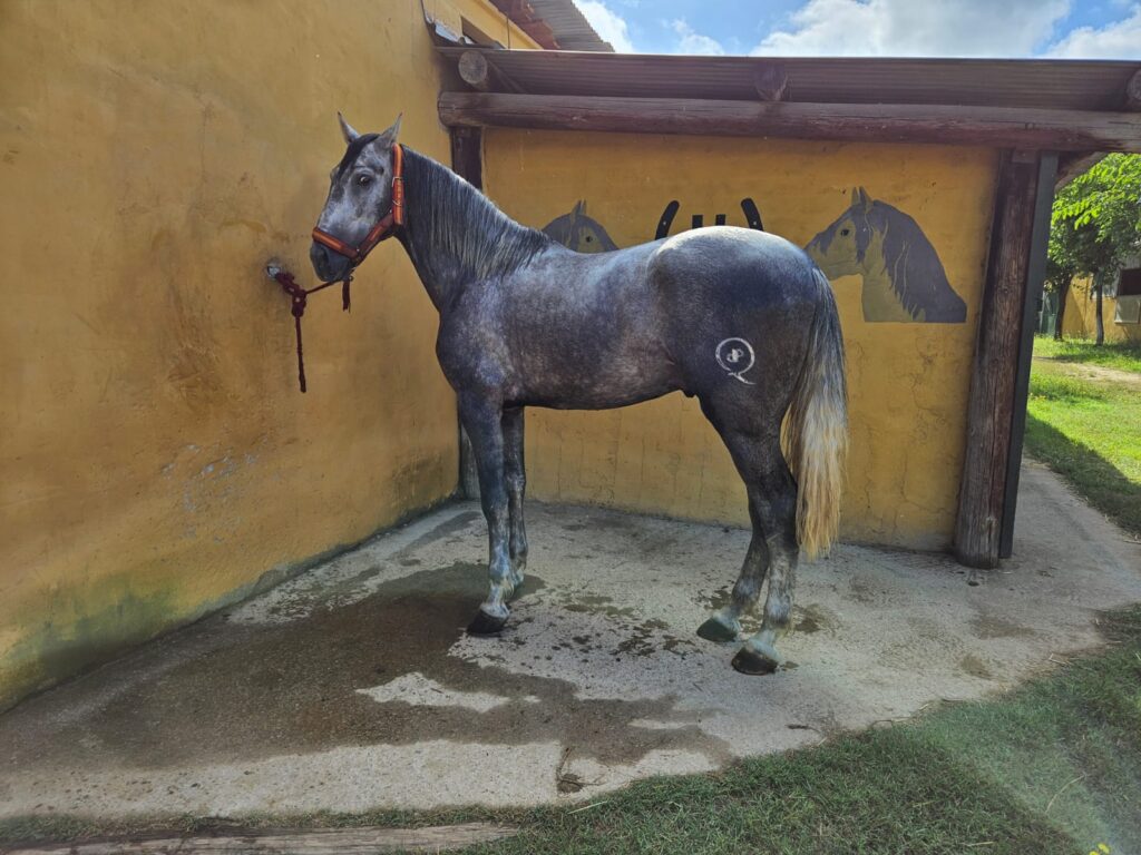 caballo PRE en venta, pura raza española, venta de caballos PRE, potros PRE, yeguas PRE, caballo español pura raza, caballos andaluces en venta, criadero de caballos PRE, caballos PRE Cataluña, caballos para principiantes, caballos domados, caballos tranquilos, caballos para niños, caballos para rutas ecuestres, caballos para paseos, caballos para equitación, rutas a caballo en Cataluña, caballos para doma clásica, caballos de salto en venta, caballos deportivos, caballos de competición, doma natural, concursos de salto, caballos de hípica, caballos para entrenamientos, venta de caballos en Cataluña, caballos en venta Barcelona, comprar caballo en Girona, caballos en Tarragona, caballos en Lleida, criadero de caballos Barcelona, ganadería de caballos en Cataluña, venta de caballos en España, caballos en venta, comprar caballo en España, caballos baratos en venta, potros en venta, yeguas en venta, caballo castaño, caballo alazán, caballo tordo, caballo negro, alimentación equina, transporte de caballos, cuidados del caballo, equipo de equitación, razas de caballos en España, seguro para caballos, centros ecuestres Cataluña, hípicas en Cataluña