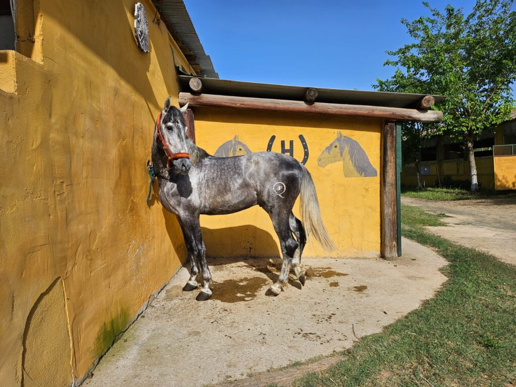 caballo PRE en venta, pura raza española, venta de caballos PRE, potros PRE, yeguas PRE, caballo español pura raza, caballos andaluces en venta, criadero de caballos PRE, caballos PRE Cataluña, caballos para principiantes, caballos domados, caballos tranquilos, caballos para niños, caballos para rutas ecuestres, caballos para paseos, caballos para equitación, rutas a caballo en Cataluña, caballos para doma clásica, caballos de salto en venta, caballos deportivos, caballos de competición, doma natural, concursos de salto, caballos de hípica, caballos para entrenamientos, venta de caballos en Cataluña, caballos en venta Barcelona, comprar caballo en Girona, caballos en Tarragona, caballos en Lleida, criadero de caballos Barcelona, ganadería de caballos en Cataluña, venta de caballos en España, caballos en venta, comprar caballo en España, caballos baratos en venta, potros en venta, yeguas en venta, caballo castaño, caballo alazán, caballo tordo, caballo negro, alimentación equina, transporte de caballos, cuidados del caballo, equipo de equitación, razas de caballos en España, seguro para caballos, centros ecuestres Cataluña, hípicas en Cataluña