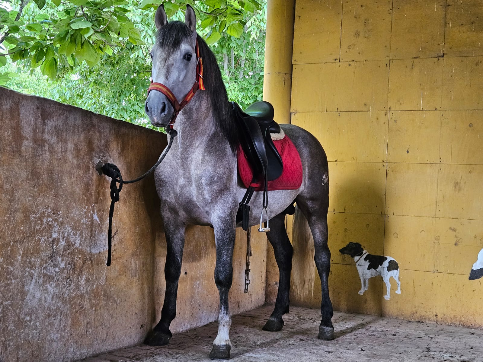 caballo PRE en venta, pura raza española, venta de caballos PRE, potros PRE, yeguas PRE, caballo español pura raza, caballos andaluces en venta, criadero de caballos PRE, caballos PRE Cataluña, caballos para principiantes, caballos domados, caballos tranquilos, caballos para niños, caballos para rutas ecuestres, caballos para paseos, caballos para equitación, rutas a caballo en Cataluña, caballos para doma clásica, caballos de salto en venta, caballos deportivos, caballos de competición, doma natural, concursos de salto, caballos de hípica, caballos para entrenamientos, venta de caballos en Cataluña, caballos en venta Barcelona, comprar caballo en Girona, caballos en Tarragona, caballos en Lleida, criadero de caballos Barcelona, ganadería de caballos en Cataluña, venta de caballos en España, caballos en venta, comprar caballo en España, caballos baratos en venta, potros en venta, yeguas en venta, caballo castaño, caballo alazán, caballo tordo, caballo negro, alimentación equina, transporte de caballos, cuidados del caballo, equipo de equitación, razas de caballos en España, seguro para caballos, centros ecuestres Cataluña, hípicas en Cataluña
