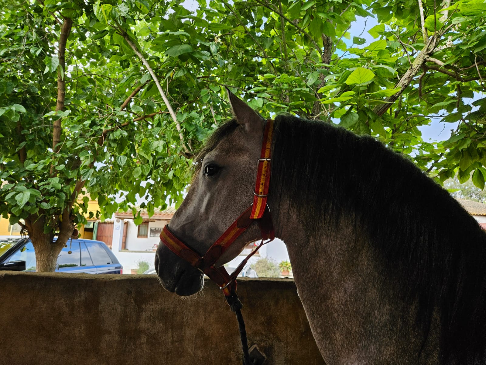 caballo PRE en venta, pura raza española, venta de caballos PRE, potros PRE, yeguas PRE, caballo español pura raza, caballos andaluces en venta, criadero de caballos PRE, caballos PRE Cataluña, caballos para principiantes, caballos domados, caballos tranquilos, caballos para niños, caballos para rutas ecuestres, caballos para paseos, caballos para equitación, rutas a caballo en Cataluña, caballos para doma clásica, caballos de salto en venta, caballos deportivos, caballos de competición, doma natural, concursos de salto, caballos de hípica, caballos para entrenamientos, venta de caballos en Cataluña, caballos en venta Barcelona, comprar caballo en Girona, caballos en Tarragona, caballos en Lleida, criadero de caballos Barcelona, ganadería de caballos en Cataluña, venta de caballos en España, caballos en venta, comprar caballo en España, caballos baratos en venta, potros en venta, yeguas en venta, caballo castaño, caballo alazán, caballo tordo, caballo negro, alimentación equina, transporte de caballos, cuidados del caballo, equipo de equitación, razas de caballos en España, seguro para caballos, centros ecuestres Cataluña, hípicas en Cataluña