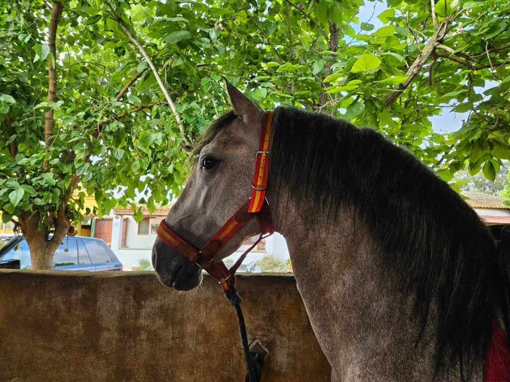 caballo PRE en venta, pura raza española, venta de caballos PRE, potros PRE, yeguas PRE, caballo español pura raza, caballos andaluces en venta, criadero de caballos PRE, caballos PRE Cataluña, caballos para principiantes, caballos domados, caballos tranquilos, caballos para niños, caballos para rutas ecuestres, caballos para paseos, caballos para equitación, rutas a caballo en Cataluña, caballos para doma clásica, caballos de salto en venta, caballos deportivos, caballos de competición, doma natural, concursos de salto, caballos de hípica, caballos para entrenamientos, venta de caballos en Cataluña, caballos en venta Barcelona, comprar caballo en Girona, caballos en Tarragona, caballos en Lleida, criadero de caballos Barcelona, ganadería de caballos en Cataluña, venta de caballos en España, caballos en venta, comprar caballo en España, caballos baratos en venta, potros en venta, yeguas en venta, caballo castaño, caballo alazán, caballo tordo, caballo negro, alimentación equina, transporte de caballos, cuidados del caballo, equipo de equitación, razas de caballos en España, seguro para caballos, centros ecuestres Cataluña, hípicas en Cataluña