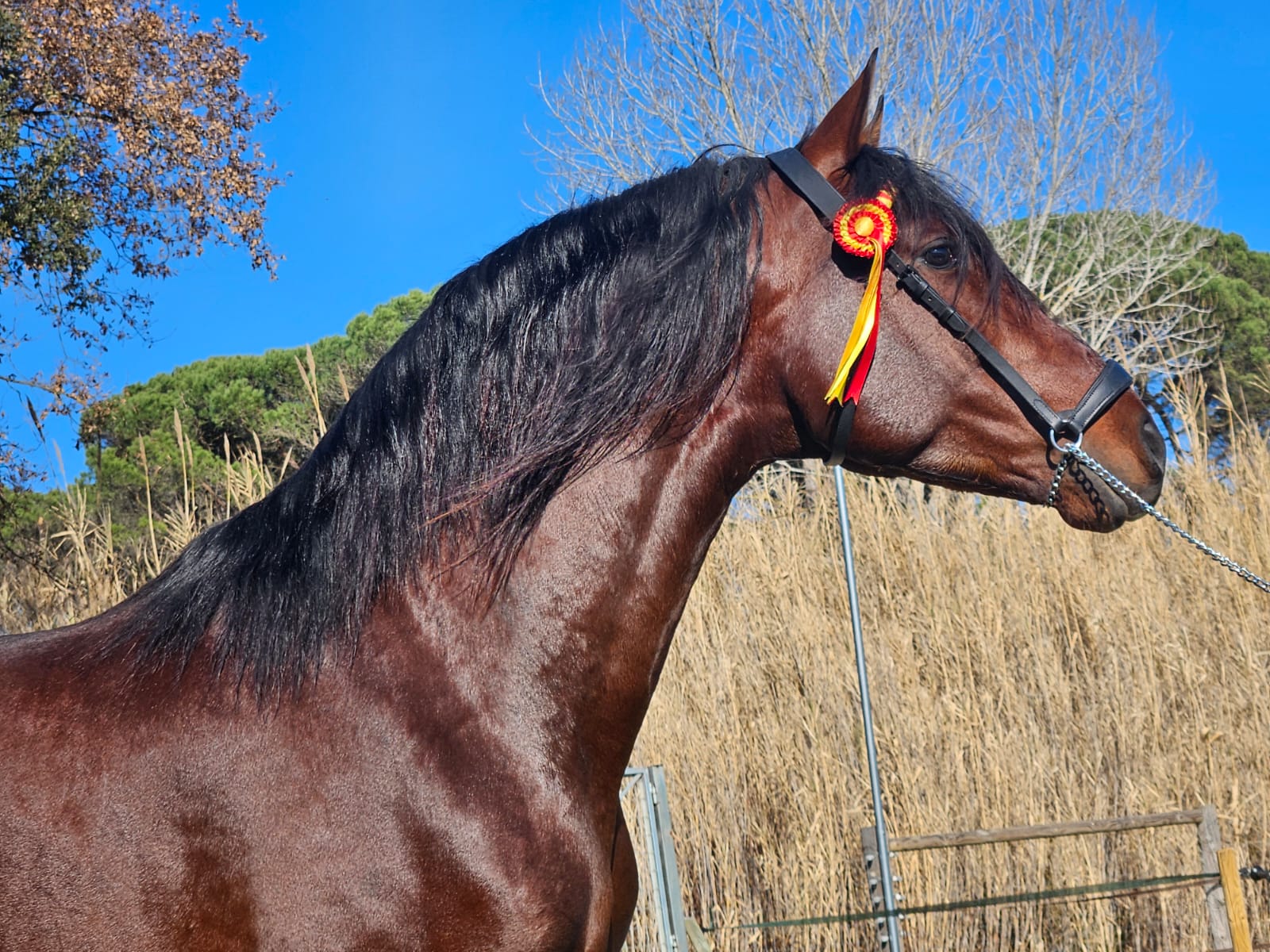 CABALLOS EN VENTA