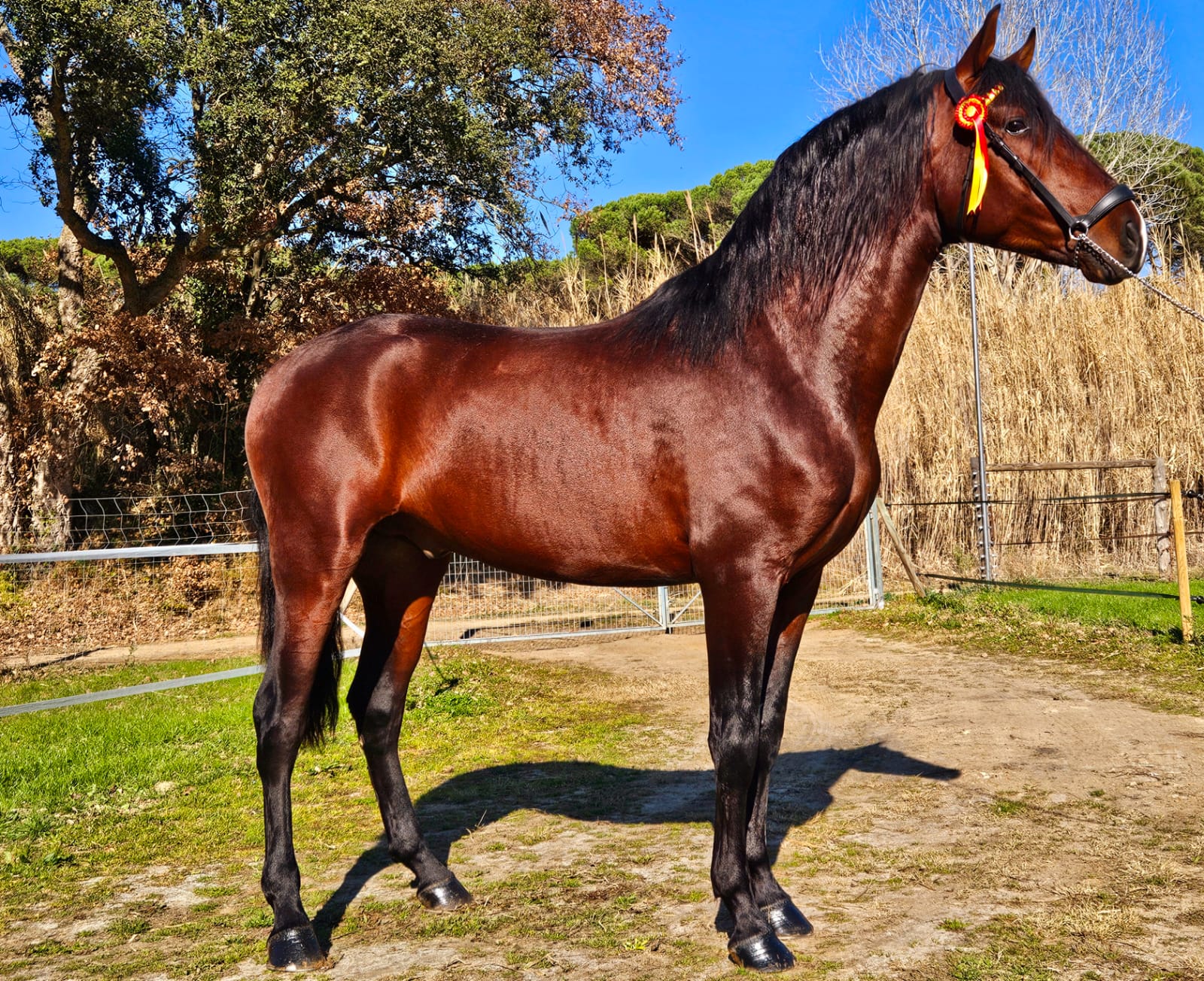 CABALLOS EN VENTA EN TODA ESPAÑA, CON SEDE EN BARCELONA