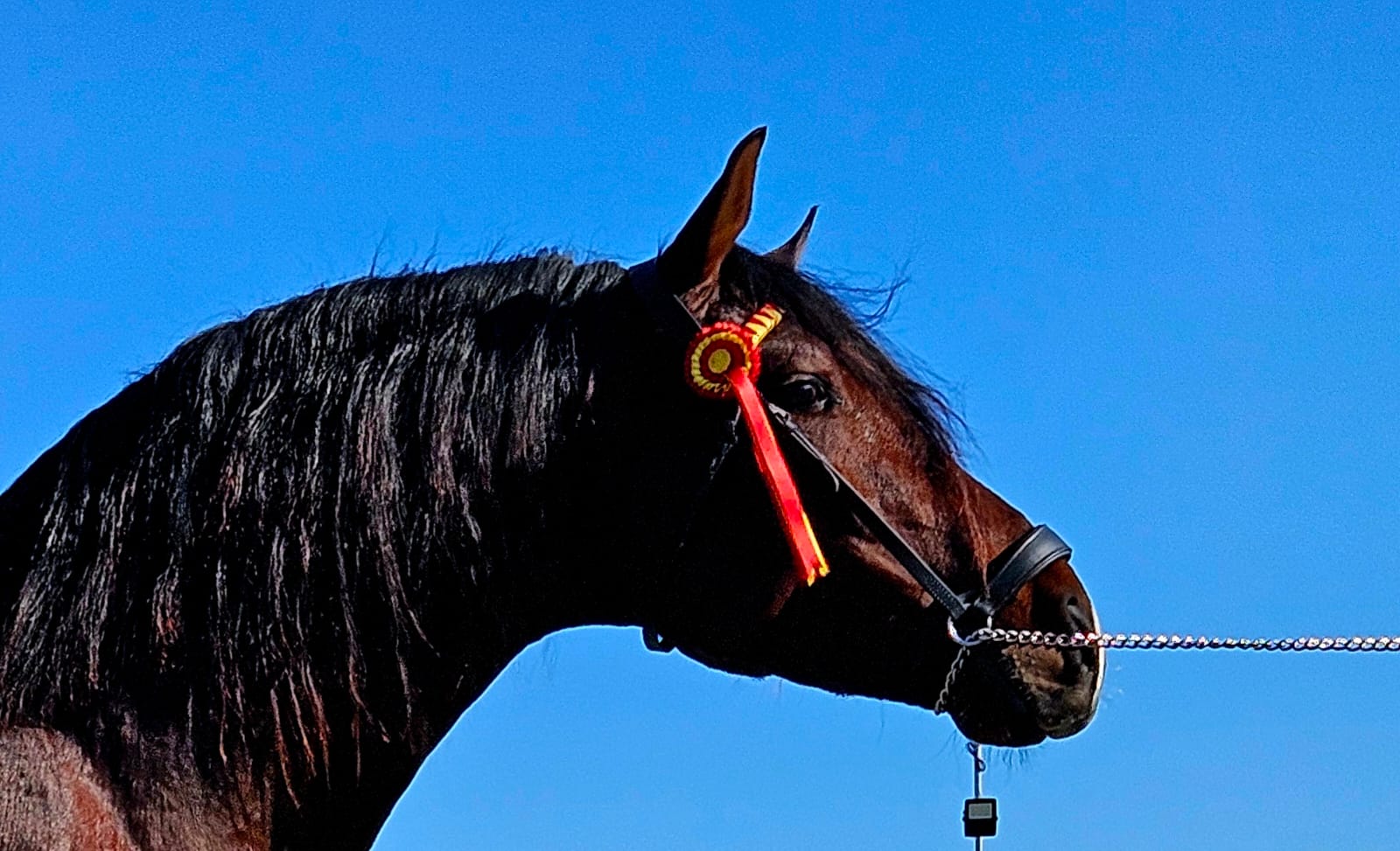 CABALLOS EN VENTA EN TODA ESPAÑA, CON SEDE EN BARCELONA