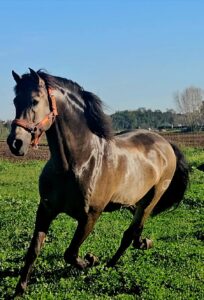 CABALLOS EN VENTA