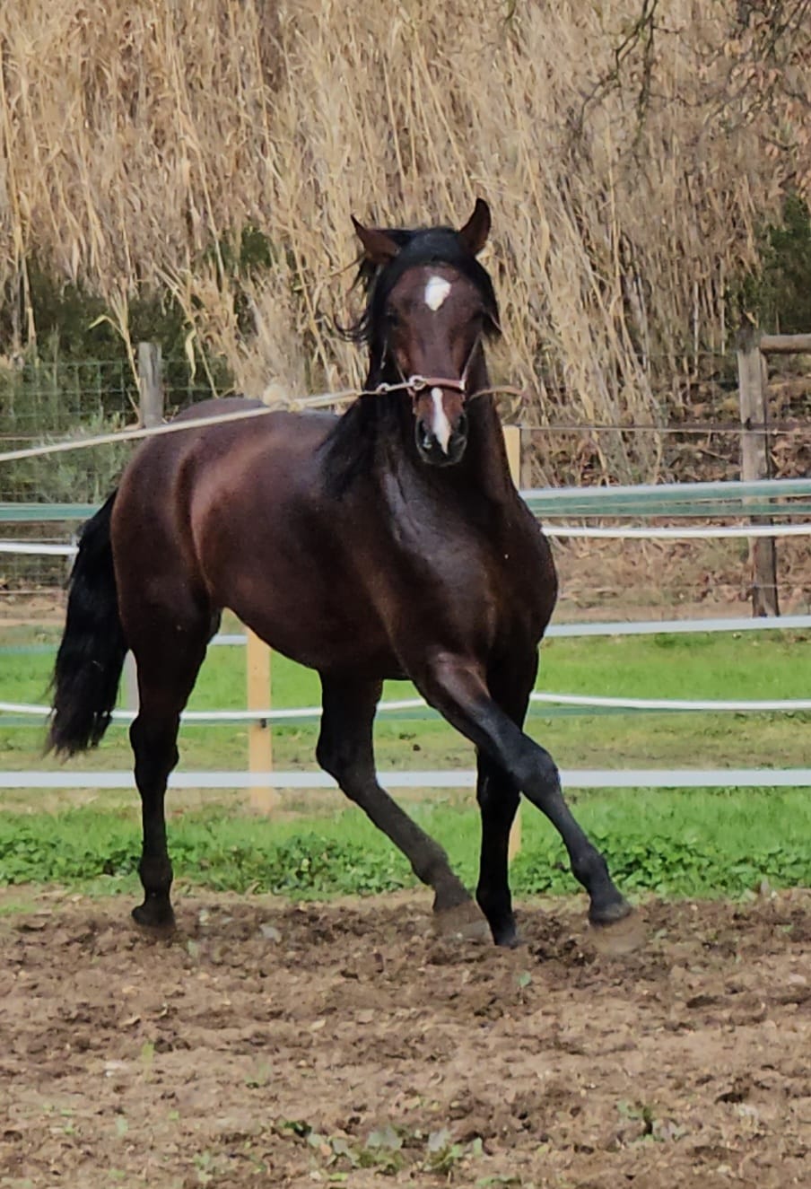 CABALLOS EN VENTA EN TODA ESPAÑA, CON SEDE EN BARCELONA