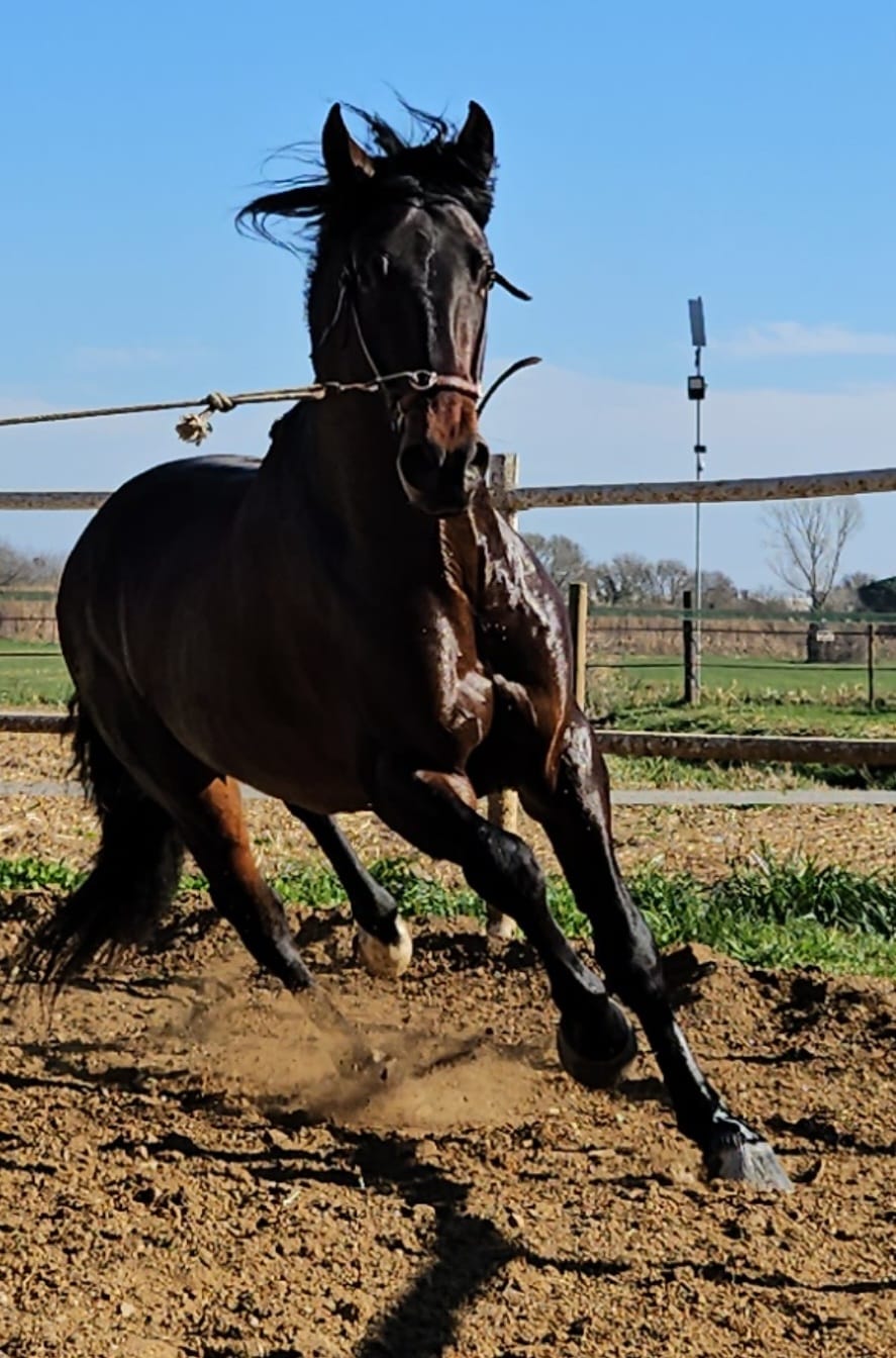 CABALLOS EN VENTA EN TODA ESPAÑA, CON SEDE EN BARCELONA