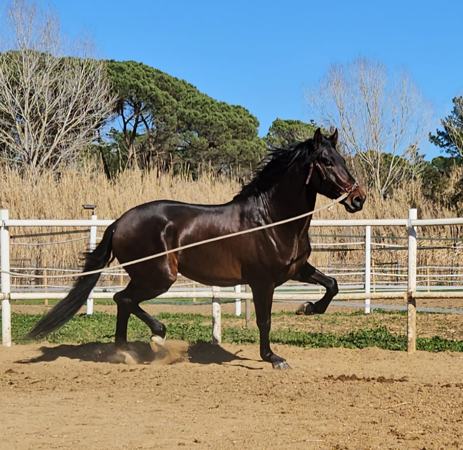 CABALLOS EN VENTA EN TODA ESPAÑA, CON SEDE EN BARCELONA