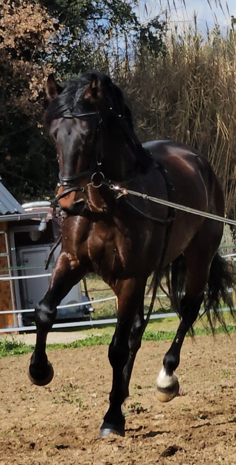 CABALLOS EN VENTA EN TODA ESPAÑA, CON SEDE EN BARCELONA