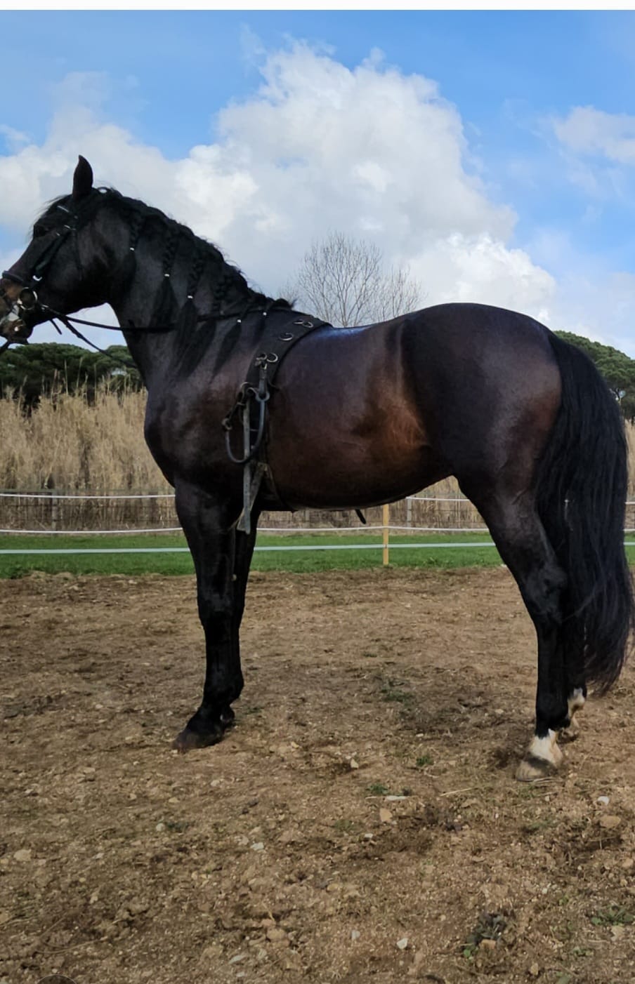 CABALLOS EN VENTA EN TODA ESPAÑA, CON SEDE EN BARCELONA