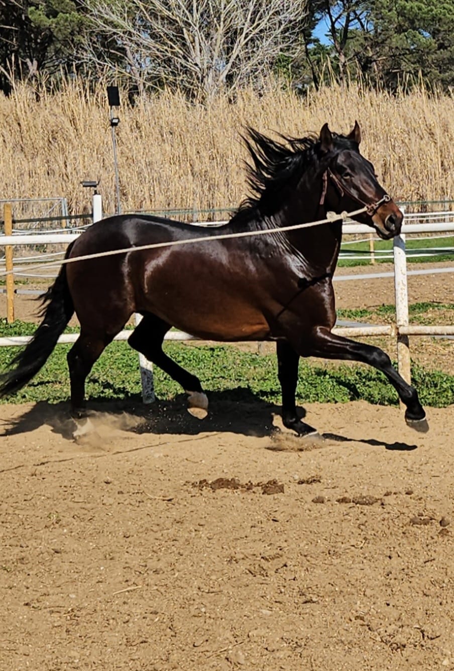 CABALLOS EN VENTA EN TODA ESPAÑA, CON SEDE EN BARCELONA