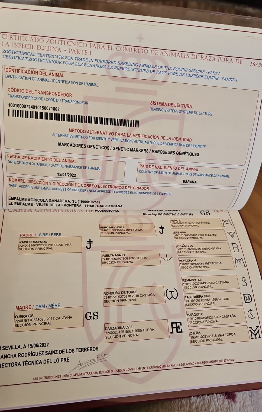 CABALLOS EN VENTA EN TODA ESPAÑA, CON SEDE EN BARCELONA