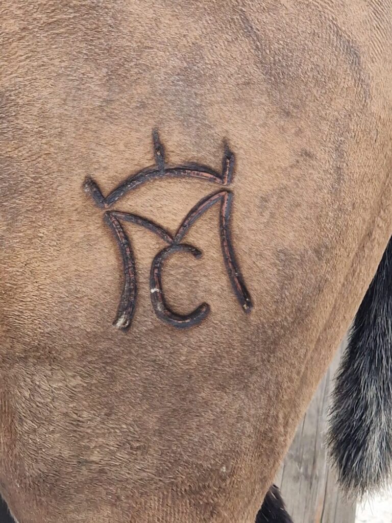 CABALLOS EN VENTA BARCELONA