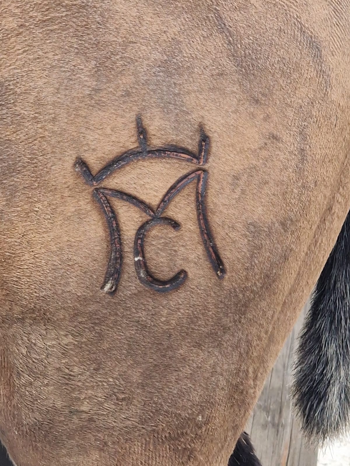 CABALLOS EN VENTA BARCELONA