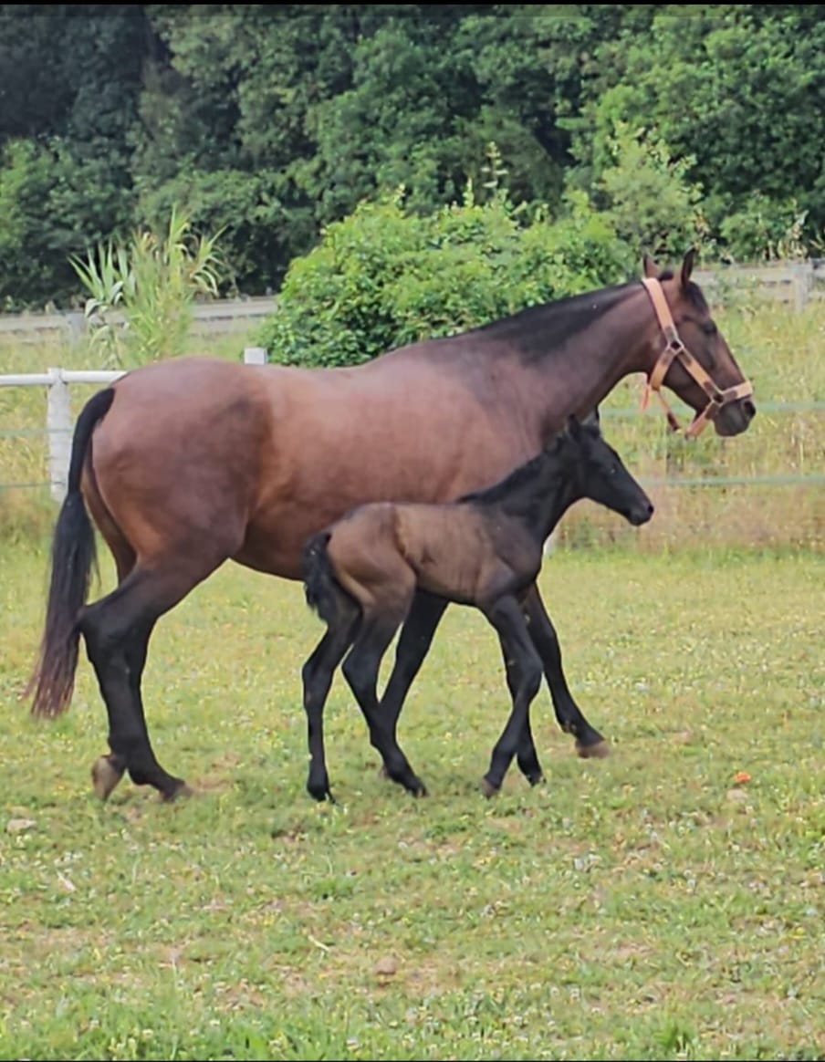 CABALLOS EN VENTA EN TODA ESPAÑA, CON SEDE EN BARCELONA