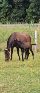 CABALLOS EN VENTA EN TODA ESPAÑA, CON SEDE EN BARCELONA
