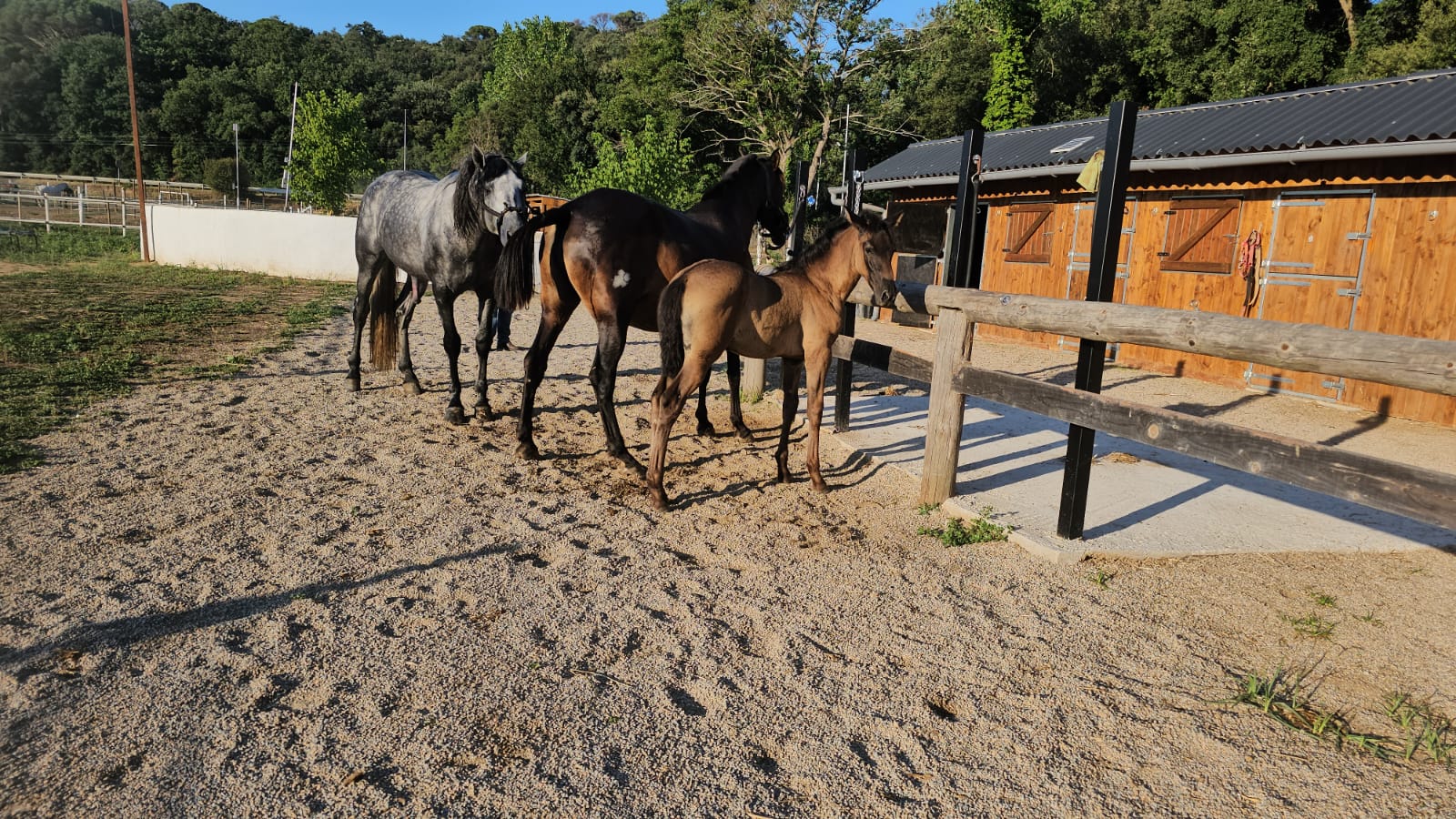 CABALLOS EN VENTA EN TODA ESPAÑA, CON SEDE EN BARCELONA