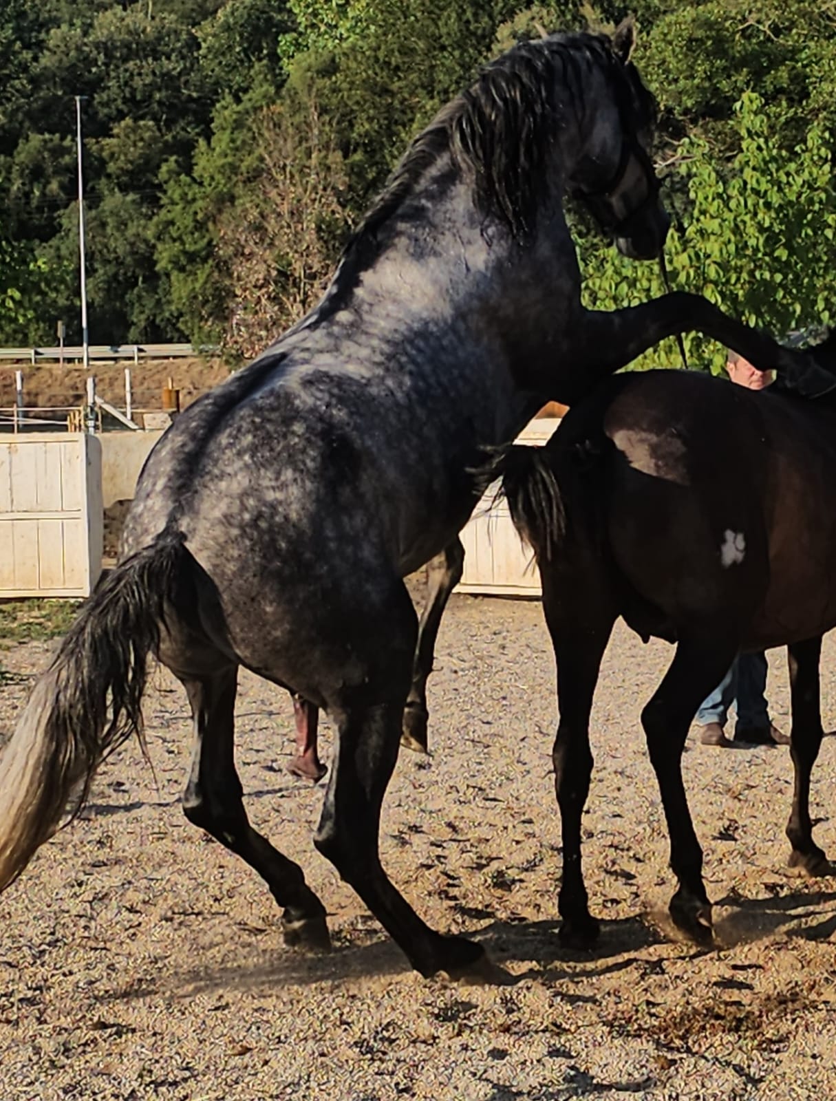 CABALLOS EN VENTA EN TODA ESPAÑA, CON SEDE EN BARCELONA