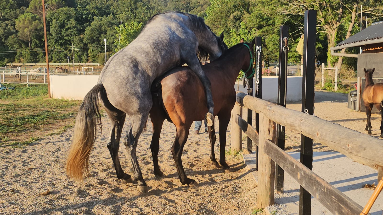CABALLOS EN VENTA EN TODA ESPAÑA, CON SEDE EN BARCELONA